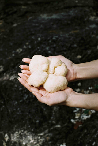 100% Crinière de lion