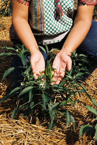 farmer holding chili plant