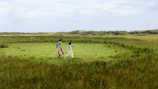 Plu Kaow (Houttuynia Cordata): Ancient Herb with Modern Potential